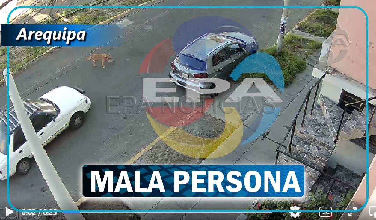 Conductor de auto atropella a perro y se da a la fuga en el distrito de ...